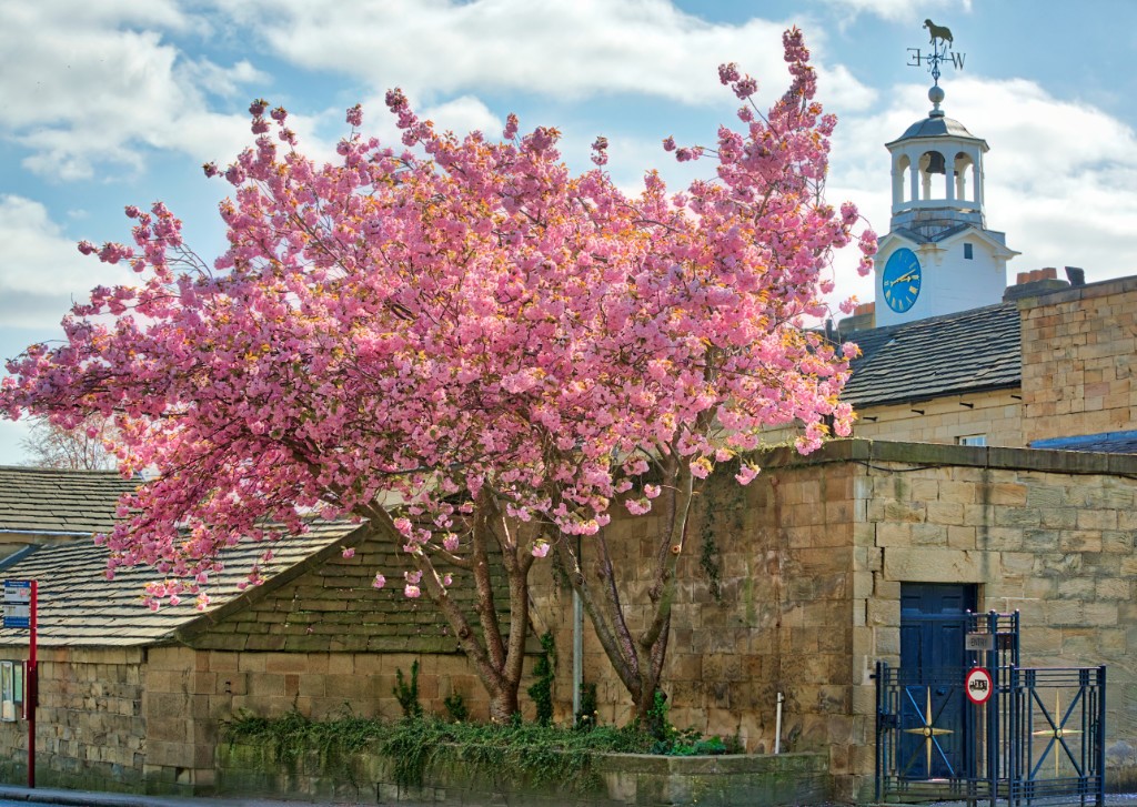 -blossom_at_ackworth_school